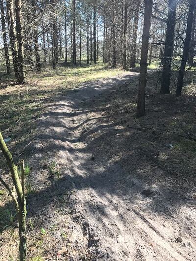Üglase raja kuusemetsa alune singel